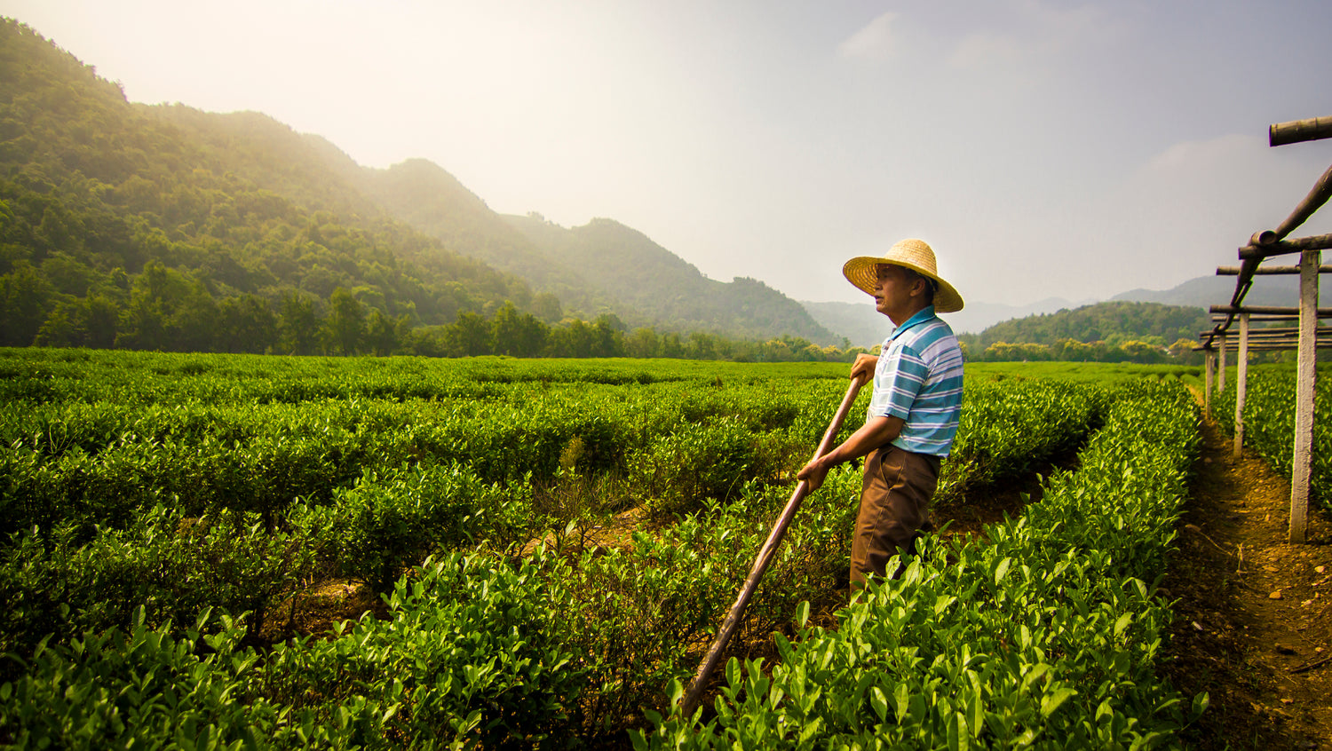 Chinese Tea is made up of Oolong Tea, Black Tea, Green Tea, White Tea, Jasmine Tea, Pu'Er Tea and is sold by High Mountain Tea Co. here in Fremantle and Perth Western Australia